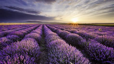 The Beauty Benefits of Lavender in Magnum Properties